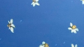 Bad Bunny vistió de Prada en la MET Gala 2025.