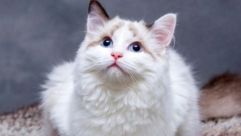 Walmart vende litera inteligente para gatos