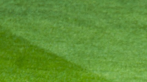 André Jardine envía mensaje a la afición del Club América tras derrota ante Toluca.