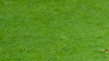 La Liga MX implementará cambioa para favorecer a la selección mexicana.