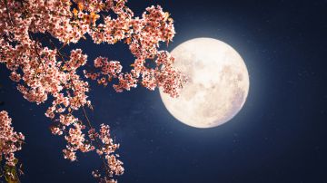 Luna de flores