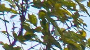 Aranceles pegan a McDonald's