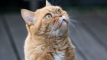 gato