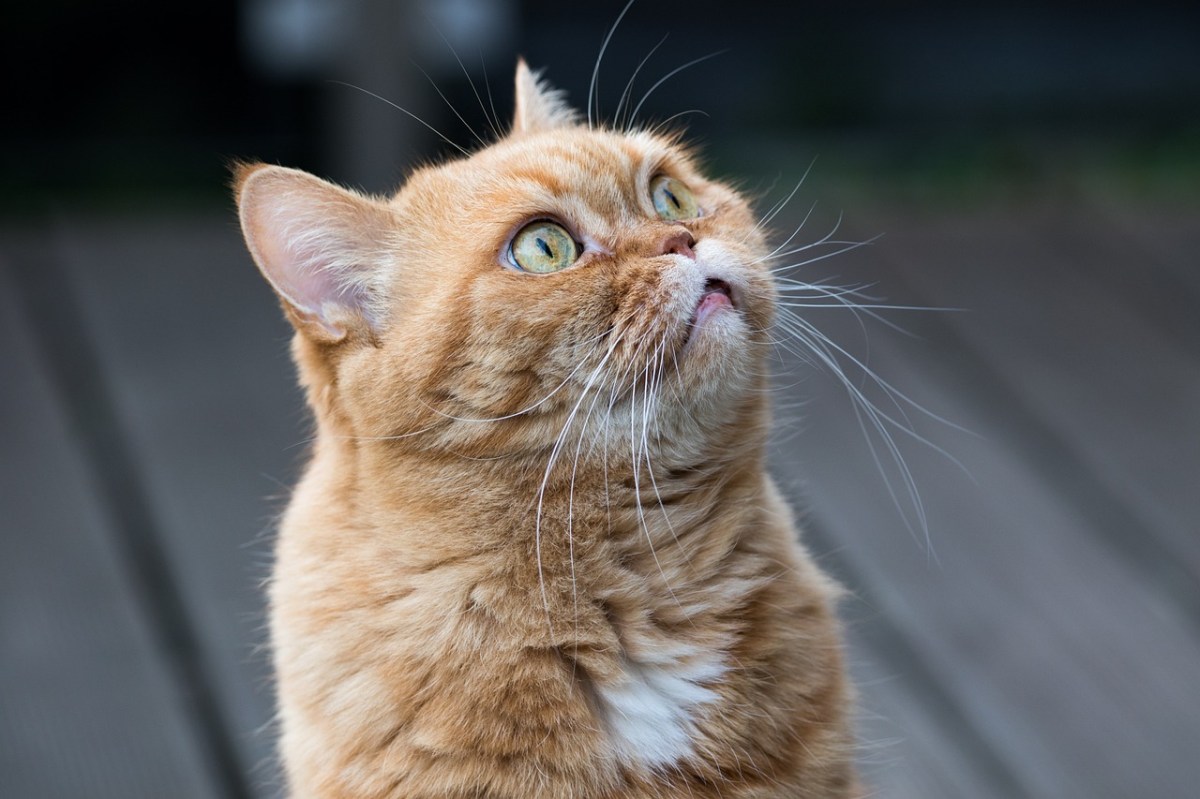 Lo que faltaba, cae "narco-gato" en Costa Rica, trató de entrar con droga a penal