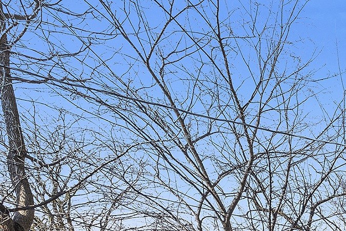 La propiedad incluye un amplio patio trasero.