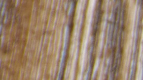 La grasa clarificada de restos de pollo tiene muchos usos en la cocina como para untar al pan.