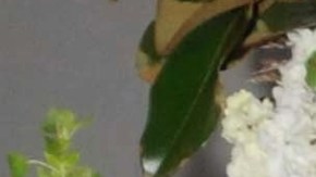 Yadhira Carrillo y Juan Collado en 2012.