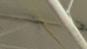 costco-telefono-compra