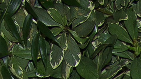 La actuación de Simpson en fue ovacionada de pie por los jueces Luke Bryan, Carrie Underwood y Lionel Richie.