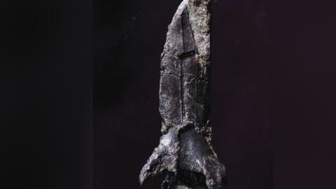 Hallan nueva especie de dinosaurios.