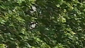 La senadora estatal Julia Salazar presionó este lunes por más protecciones a los migrantes desde el Bajo Manhattan.