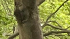 Resultados de elecciones primarias no vislumbrarán todavía quién será el próximo Alcalde de NYC