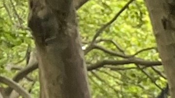 Resultados de elecciones primarias no vislumbrarán todavía quién será el próximo Alcalde de NYC