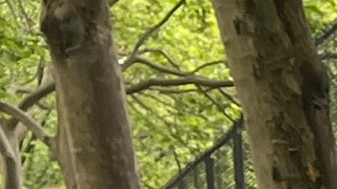 Resultados de elecciones primarias no vislumbrarán todavía quién será el próximo Alcalde de NYC