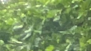 Crece tensión en NYC por arrestos de ICE e inmigrantes se solidarizan con Los Angeles