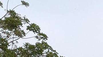 Fotografía cedida por la Oficina Federal de Investigaciones (FBI) donde aparece uno de sus agentes acompañado por un agente del Servicio de Inmigración y Control de Aduanas (ICE) custodiando a un inmigrante a una furgoneta en el condado de Los Ángeles, California (EE.UU.).