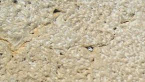 El primer ministro israelí, Benjamín Netanyahu, ofreció este domingo una "oración especial por la paz del presidente de Estados Unidos, Donald Trump" en el Muro de las Lamentaciones de Jerusalén.