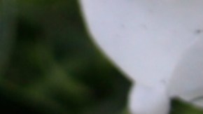 El adolescente dijo a las autoridades que recibió órdenes de una persona de la "olla".