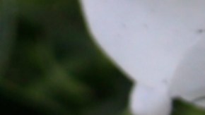 El adolescente dijo a las autoridades que recibió órdenes de una persona de la "olla".