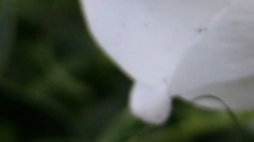 El adolescente dijo a las autoridades que recibió órdenes de una persona de la "olla".