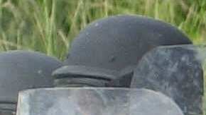 Arrestos de manifestaciones en protestas contra la Marina en Vieques, Puerto Rico