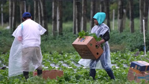 Trabajadores agrícolas trabajan en un campo el lunes 20 de enero de 2025 en Homestead, Florida.