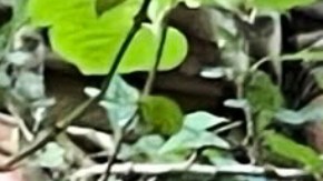 Esta combinación de imágenes publicada por el Departamento Correccional de Arkansas muestra la recaptura del recluso fugitivo Grant Hardin, exjefe de policía y asesino convicto.