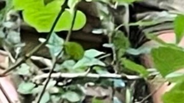 Esta combinación de imágenes publicada por el Departamento Correccional de Arkansas muestra la recaptura del recluso fugitivo Grant Hardin, exjefe de policía y asesino convicto.