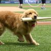 Bruce, el "perro recogebates", se estrenó en MLB con Washington Nationals [Video]