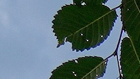 Tribunal Supremo de Estados Unidos