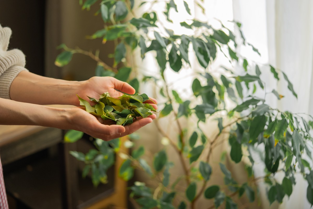 Dónde colocar hojas de laurel en casa para atraer abundancia y éxito, según el Feng Shui