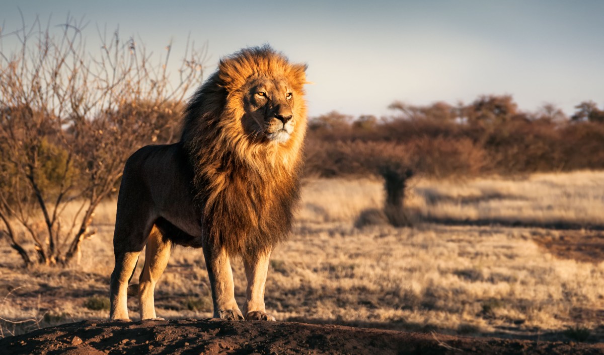 Empresario alemán muere atacado por un león en safari de lujo en Namibia