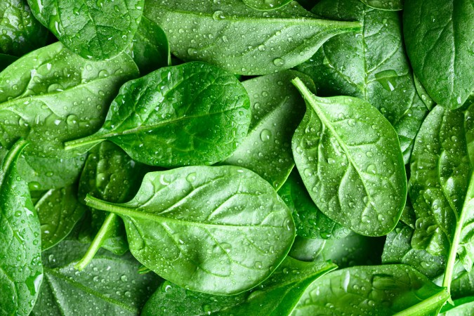 Las espinacas tiene un alto valor nutricional, y se pueden agregar a los batidos y licuados.