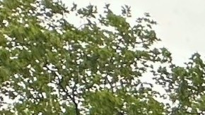 A pesar de la pertinaz lluvia la bandera puertorriqueña flameó por todo lo alto en el festival de la Calle 116 que reunió a miles de visitantes. /Jenny Saavedra