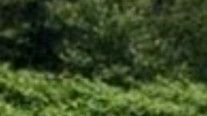 La investigación inició por uno de los trabajadores indocumentados.