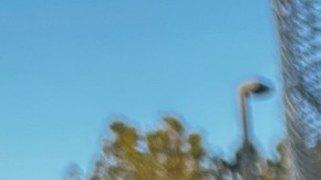 ICE detuvo a adolescente que se encontraba con una familia de acogida en Florida