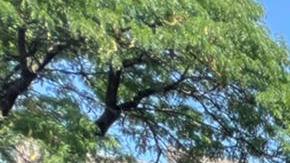 El sur de El Bronx se perfila como una de las localidades con mayores índices de pobreza de la Gran Manzana.