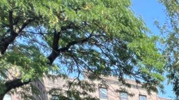 El sur de El Bronx se perfila como una de las localidades con mayores índices de pobreza de la Gran Manzana.