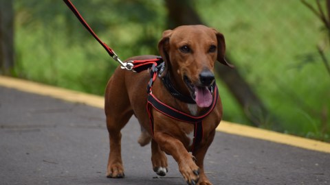 Perro
