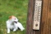 Ola de calor mascotas