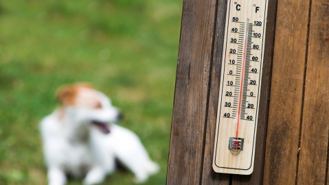 Ola de calor mascotas