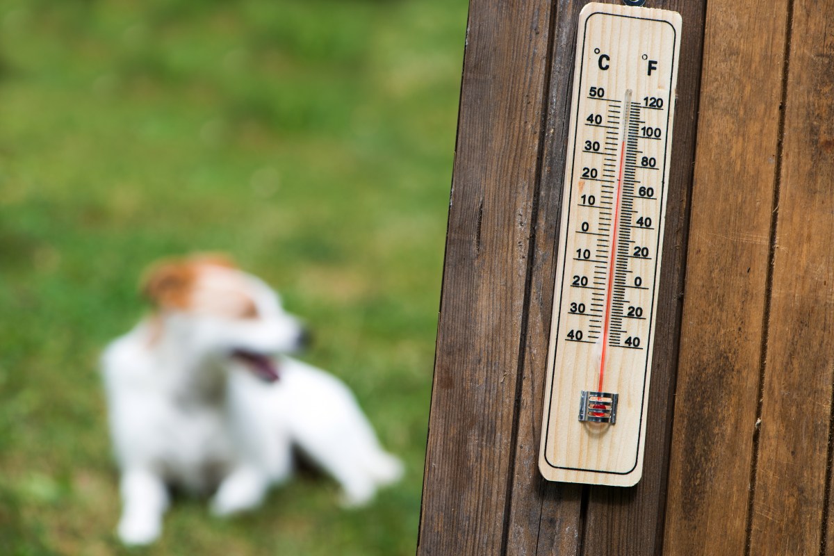 Mascotas en riesgo por la ola de calor en Nueva York: cómo cuidarlas y prevenir emergencias