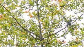 Disminuir la población de ratas en la Gran Manzana ha sido una iniciativa de gran importancia para Adams.