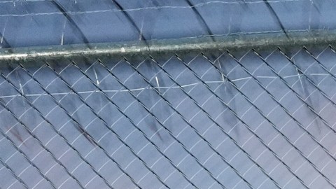 Pagó más de $24,000 para sacar a sus hermanos detenidos por ICE y terminó estafada