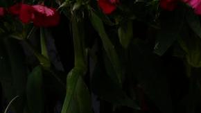 El autor material fue arrestado la semana pasada.