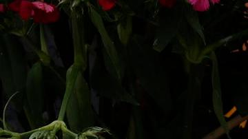 El autor material fue arrestado la semana pasada.