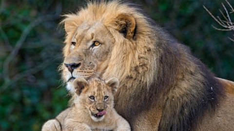 Paternidad
