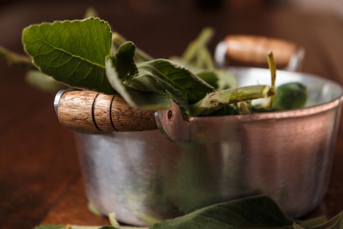 La infusión de boldo ayuda a depurar el hígado, pero no es recomendado para todos.