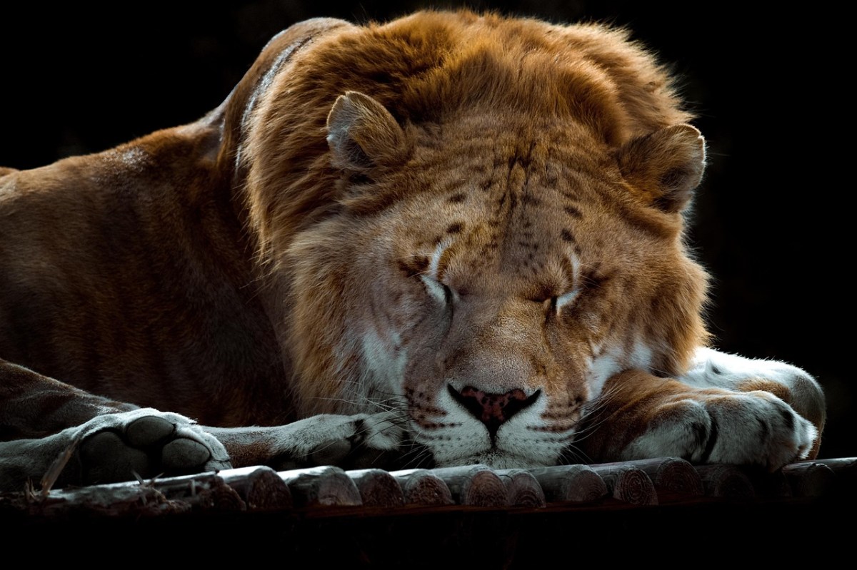 Ni tigre ni león: cómo se llama la cría que nace entre una tigresa y un león