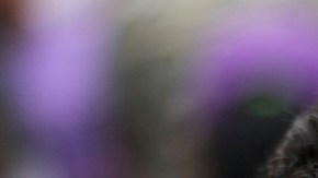 7 preguntas que aclaró EE.UU. sobre la nueva restricción de visas